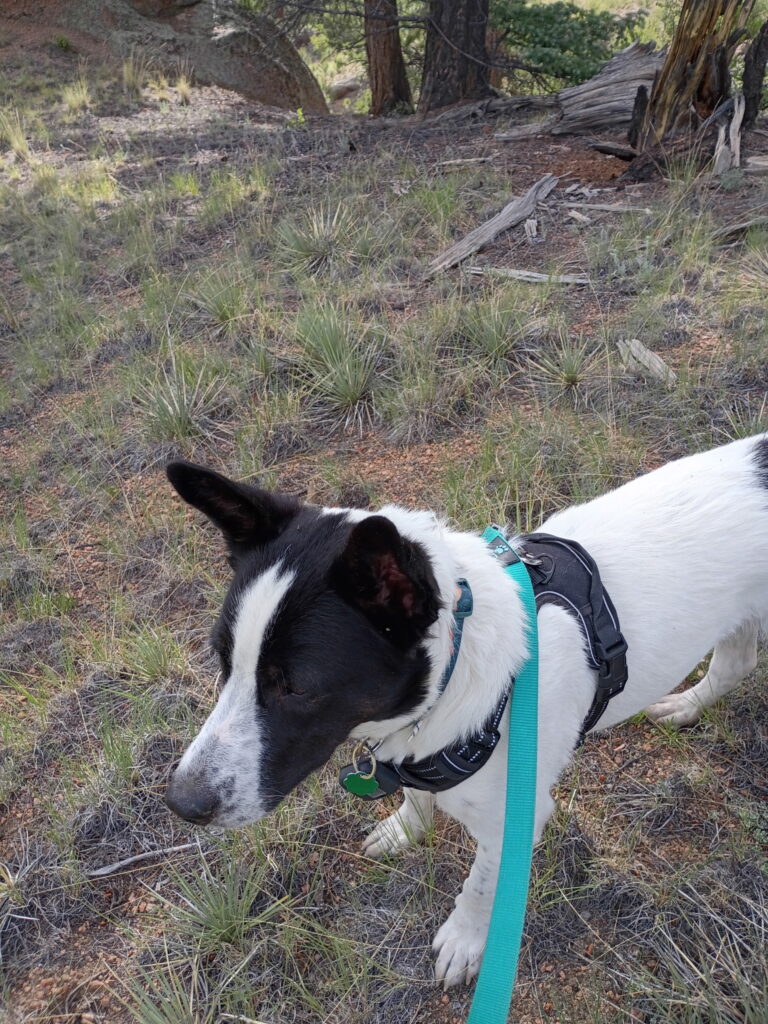 Eco-friendly local cleaning supply expert Francis the dog from Fort Collins, Colorado